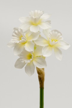 Narsiss hvit