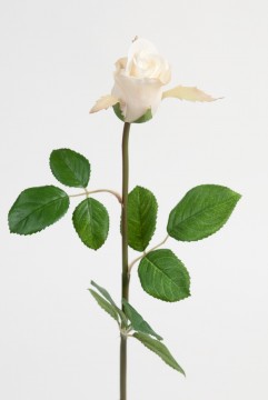 Rose 50cm Hvit