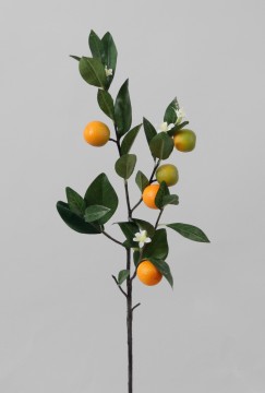 Appelsinkvist 75cm
