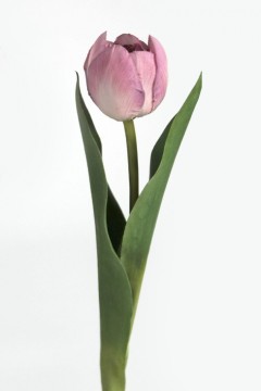 Tulipan 36cm lilla