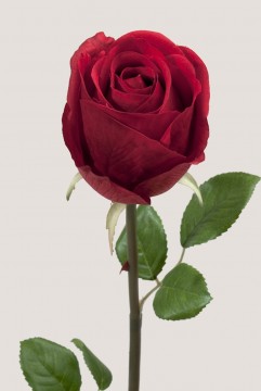 Rose 75cm Rød
